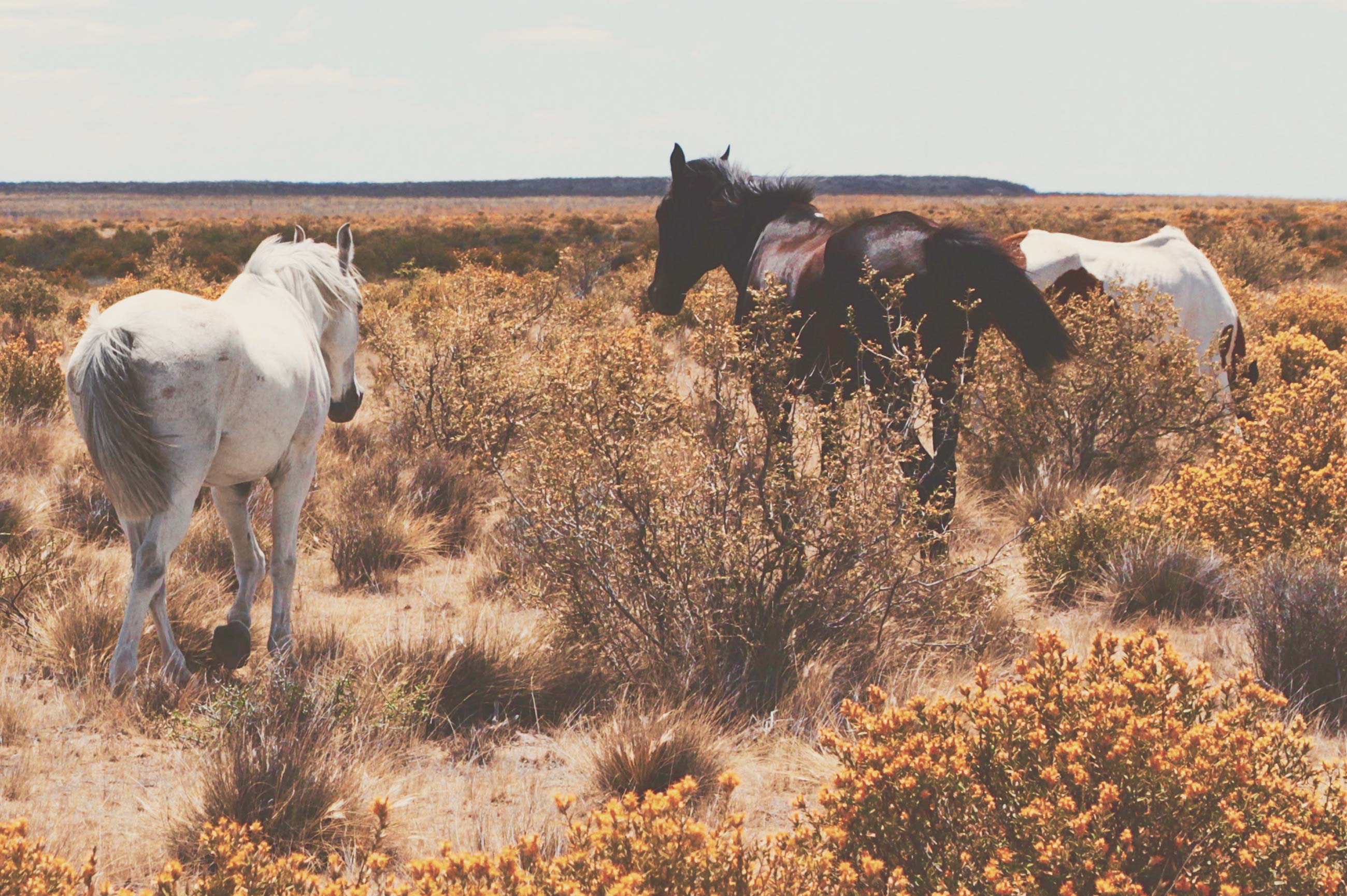 Bluebonnet Equine Humane Society Joins The Right Horse Initiative to Help Horses Find The Right Home